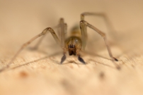 La Cheiracanthe. Un mle (Araneae - Cheiracanthiidae - Cheiracanthium mildei)